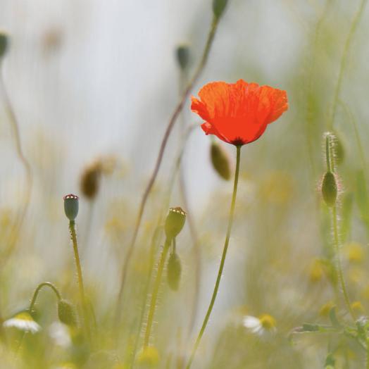 25 Jahre Weblication®