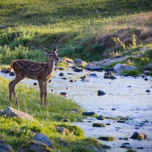 Klimaresonanzfenster
